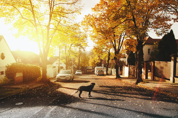 Street at sunset with a dog in the road
