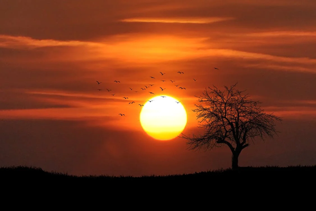 Sunset with a tree and birds in the forefront